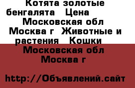 Котята-золотые бенгалята › Цена ­ 12 000 - Московская обл., Москва г. Животные и растения » Кошки   . Московская обл.,Москва г.